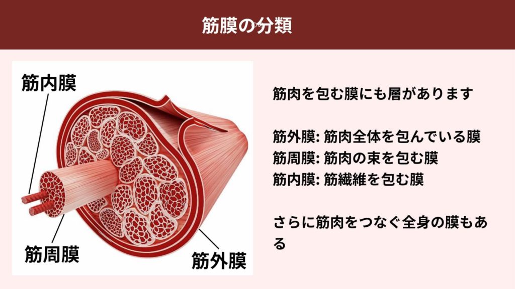 ミズノ治療院_筋膜の分類