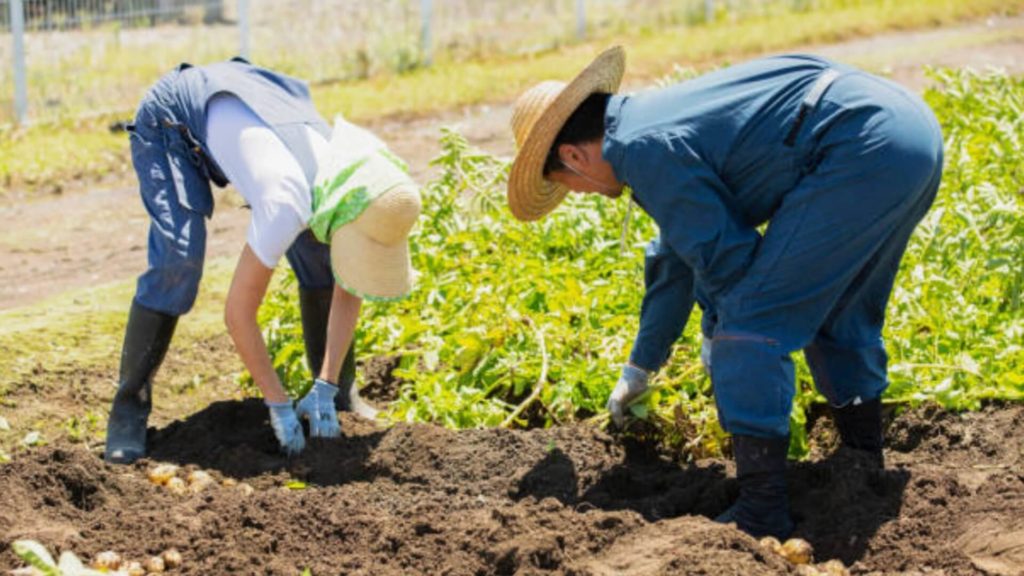 ミズノ治療院_農作業_職業病