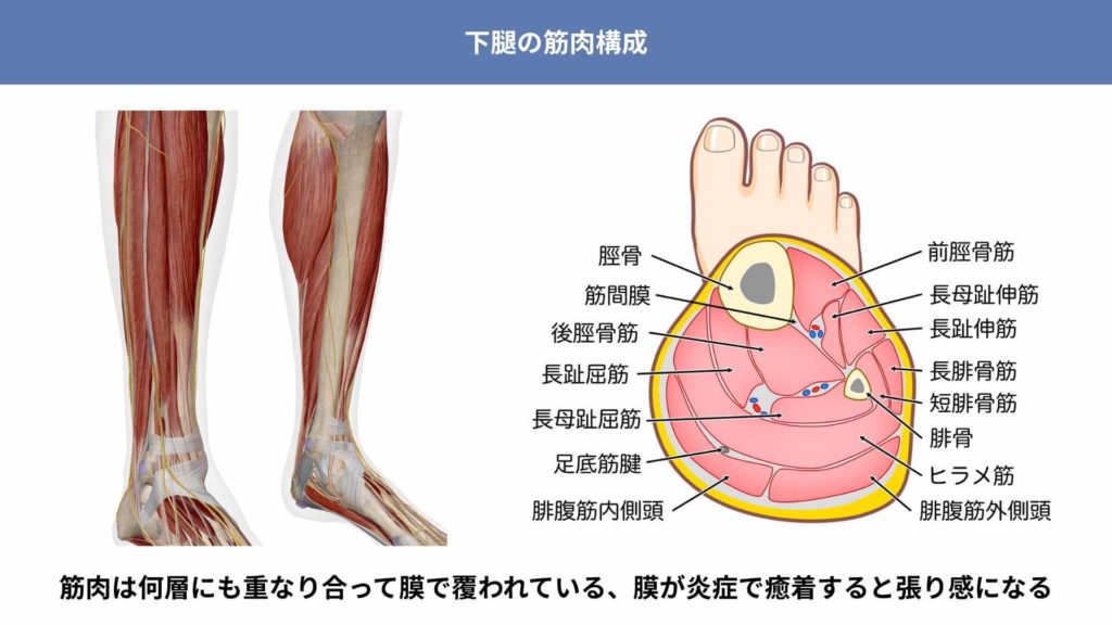 ミズノ治療院_バレーボール_脛